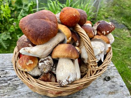 Raccolta funghi - nuova modalità di pagamento tesserino regionale