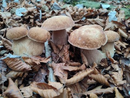 VADEMECUM PER LA SICUREZZA DEI CERCATORI DI FUNGHI