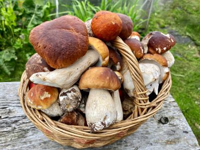 FUNGHI