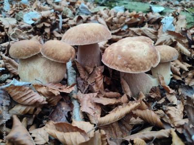 funghi