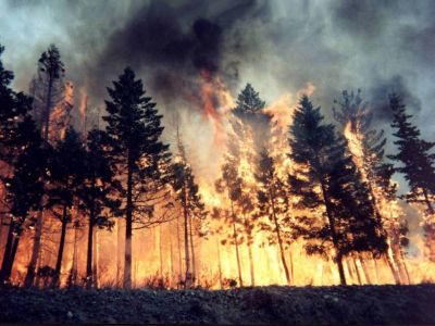 incendi boschivo