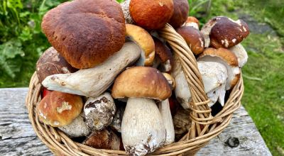 FUNGHI