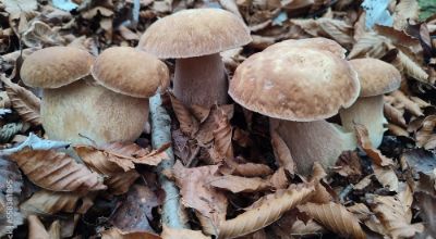 funghi funghi